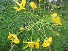 Cananga odorata   Ylang Ylang Perfume Tree 25 seeds items in e 