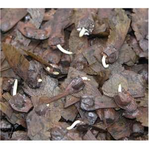  Pre germinated Japanese Maple Tree Seeds Patio, Lawn 