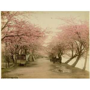  Japanese Cherry Blossom in Mukojima Tokyo Japan Stretched 