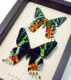 Real Framed Butterflies, Spiders, Beetles, Ants and other Insect 