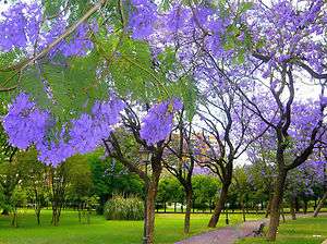   MIMOSIFOLIA, BLUE rare flowering tree flamboyan delonix seed 10 seeds
