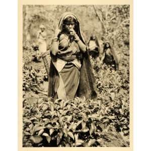  1935 Tamil Woman Tea Bush Plantation Sri Lanka Ceylon 