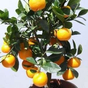  DWARF Citrus Tree Collection Calamondin Orange, Meyer 