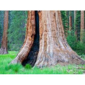  Big Trees Trail with Giant Sequoia Trees, Round Meadow 